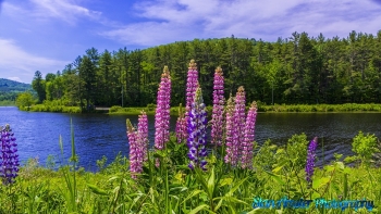 Lupines-Sugar-Hill-New-Hampshire-6-5-2021-25-Edit