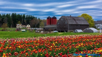 Wicked-Tulips-5-1-2019-12a-Edit
